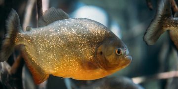 amazon river animals
