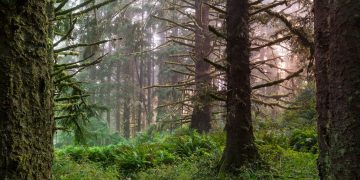 Layers of the Rainforest