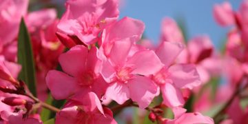 Is Oleander Poisonous?