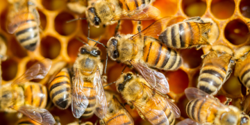 killer bees