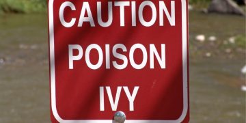poison ivy