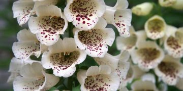 are foxgloves poisonous