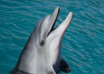 smartest animals