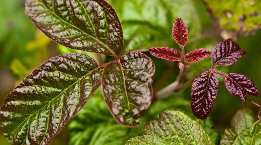 poisonous plants in uk