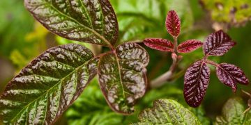 poisonous plants in uk